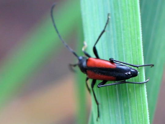 Stenurella melanura, Kleiner Schmalbock
