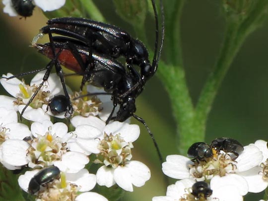 Stenurella nigra, Schwarze Schmalbock
