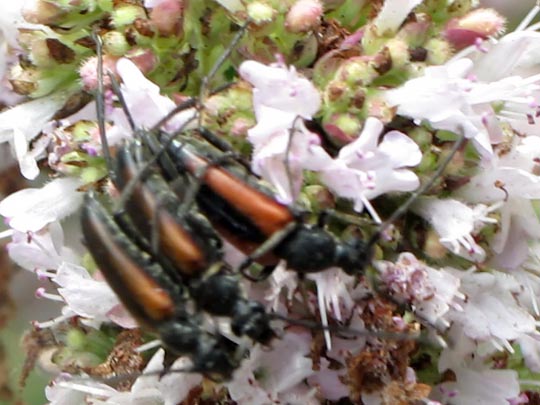 Stenurella melanura, Kleiner Schmalbock