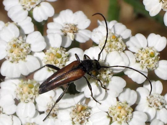 Stenurella melanura, Kleiner Schmalbock