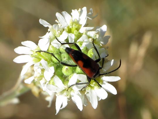 Stenurella bifasciata, Zweibindiger Schmalbock