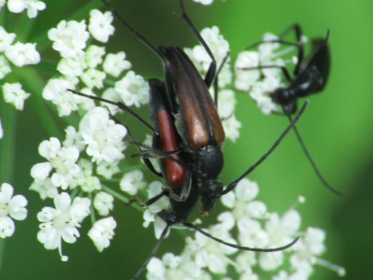 Stenurella melanura, Kleiner Schmalbock