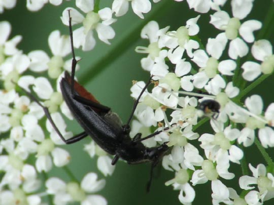 Stenurella nigra, Schwarze Schmalbock