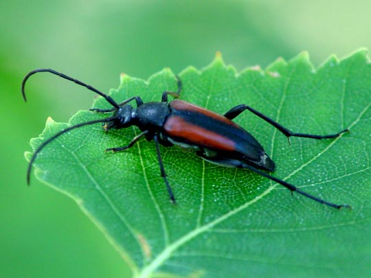 Stenurella melanura, Kleiner Schmalbock