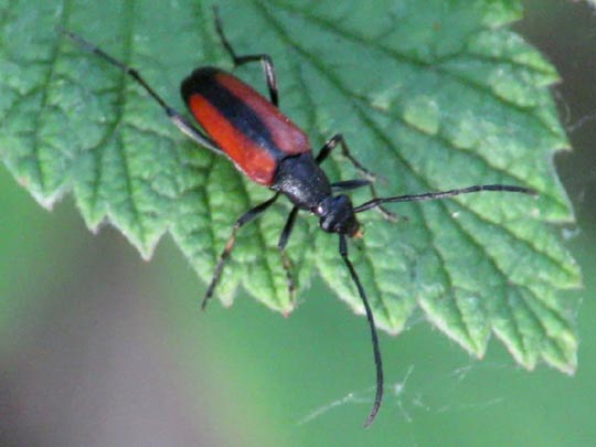 Stenurella melanura, Kleiner Schmalbock