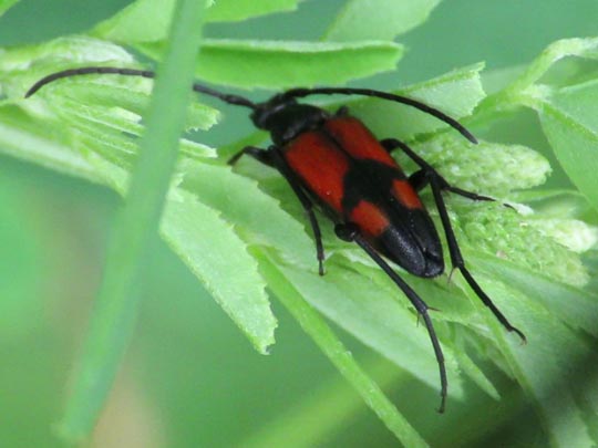 Stenurella bifasciata, Zweibindiger Schmalbock