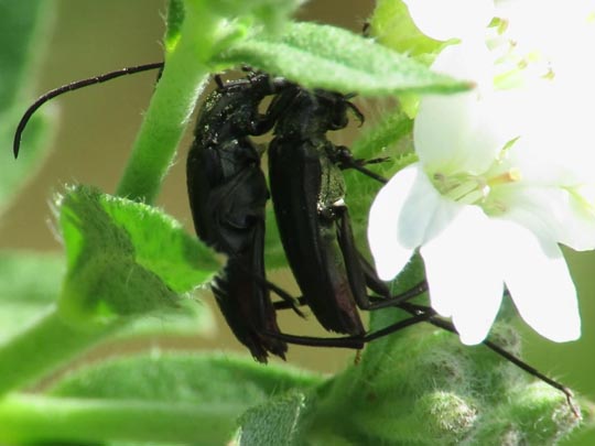 Stenurella nigra, Schwarze Schmalbock