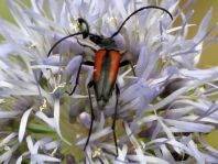 Kleiner Schmalbock, Stenurella melanura