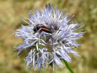 Kleiner Schmalbock, Stenurella melanura