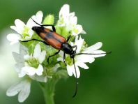 Stenurella bifasciata, Zweibindiger Schmalbock