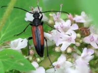 Kleiner Schmalbock, Stenurella melanura
