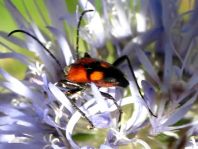 Stenurella bifasciata, Zweibindiger Schmalbock
