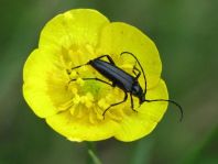 Stenurella nigra, Schwarze Schmalbock
