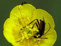 Stenurella nigra, Schwarze Schmalbock