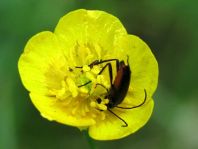 Stenurella nigra, Schwarze Schmalbock