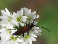 Kleiner Schmalbock, Stenurella melanura