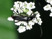 Stenurella nigra, Schwarze Schmalbock