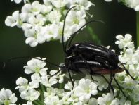 Stenurella nigra, Schwarze Schmalbock