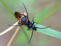 Kleiner Schmalbock, Stenurella melanura