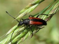 Kleiner Schmalbock, Stenurella melanura