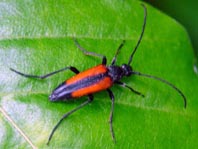 Kleiner Schmalbock, Stenurella melanura