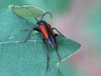 Kleiner Schmalbock, Stenurella melanura
