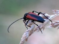 Kleiner Schmalbock, Stenurella melanura