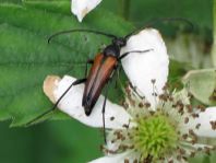 Kleiner Schmalbock, Stenurella melanura