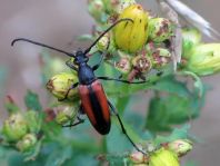 Kleiner Schmalbock, Stenurella melanura