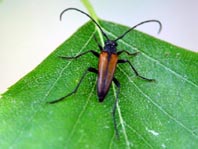 Kleiner Schmalbock, Stenurella melanura