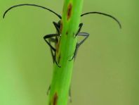 Stenurella nigra, Schwarze Schmalbock