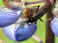 Stenurella nigra, Schwarze Schmalbock