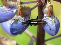 Stenurella nigra, Schwarze Schmalbock