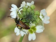 Kleiner Schmalbock, Stenurella melanura
