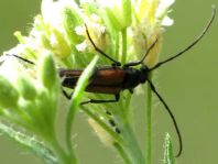 Kleiner Schmalbock, Stenurella melanura