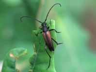 Kleiner Schmalbock, Stenurella melanura