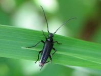 Stenurella nigra, Schwarze Schmalbock