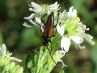 Kleiner Schmalbock, Stenurella melanura
