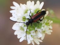 Kleiner Schmalbock, Stenurella melanura