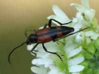 Stenurella bifasciata, Zweibindiger Schmalbock