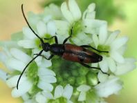 Stenurella bifasciata, Zweibindiger Schmalbock