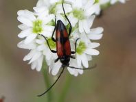 Stenurella bifasciata, Zweibindiger Schmalbock