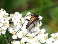 Kleiner Schmalbock, Stenurella melanura