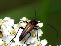 Kleiner Schmalbock, Stenurella melanura