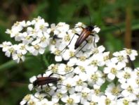 Kleiner Schmalbock, Stenurella melanura