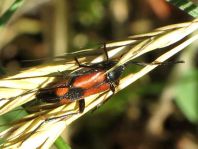 Stenurella bifasciata, Zweibindiger Schmalbock