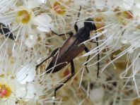 Kleiner Schmalbock, Stenurella melanura