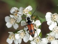 Stenurella bifasciata, Zweibindiger Schmalbock