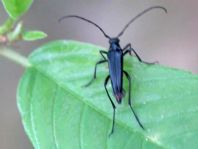 Stenurella nigra, Schwarze Schmalbock