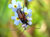 Kleiner Schmalbock, Stenurella melanura
